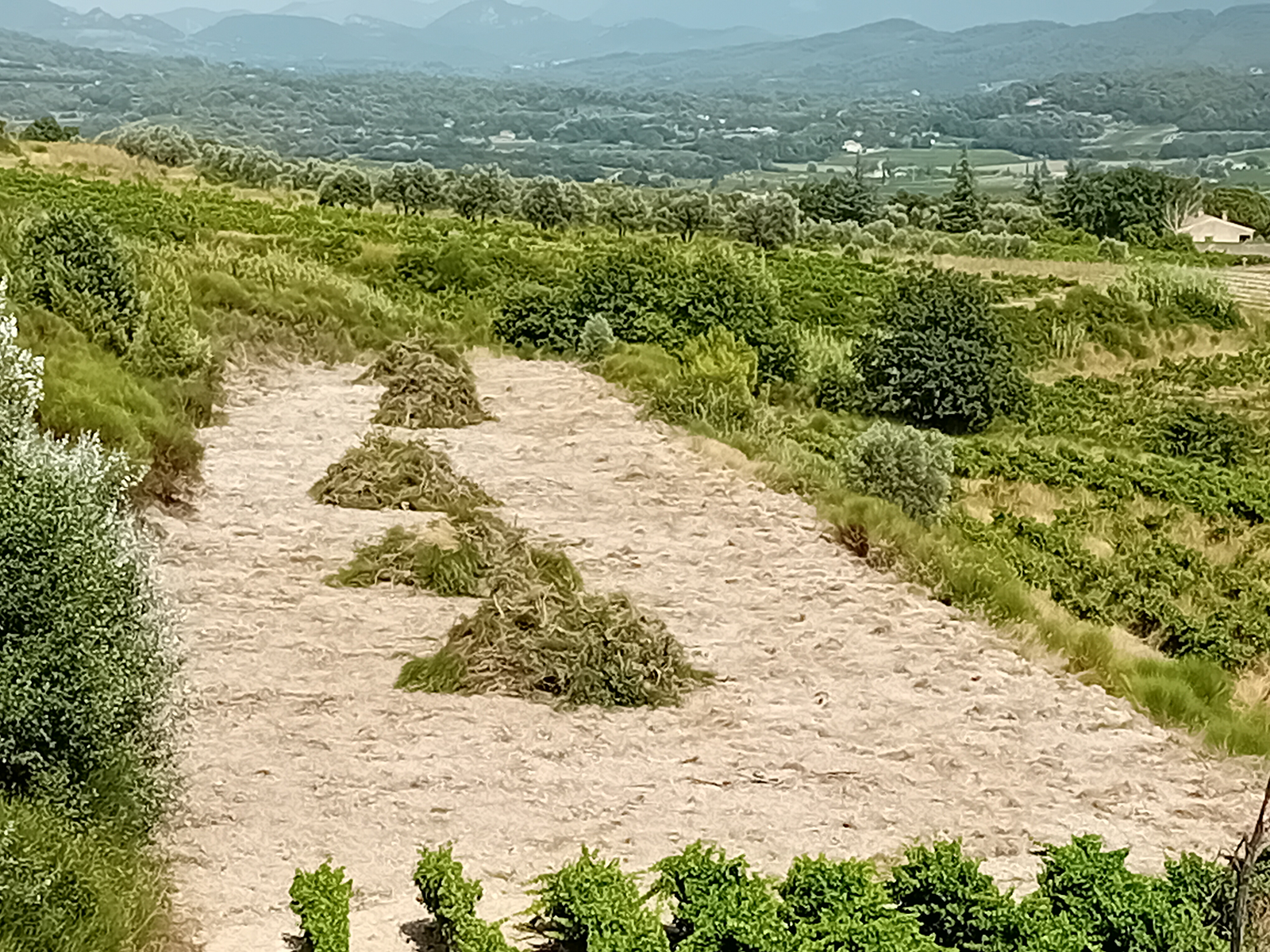 Terre après arrachage des vieilles vignes