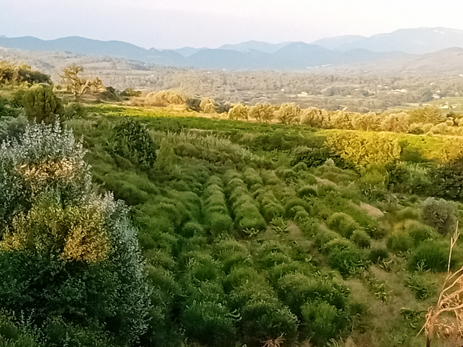 Terre de vignes à arracher